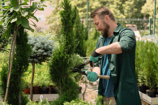 taille et entretien du jardin